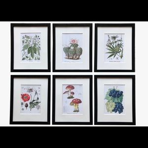 Psychoactive Botanical Prints  Set of (6) 8x10